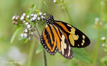 557.712-Clearwing-mimic-queen-Lycorea-pasinuntia