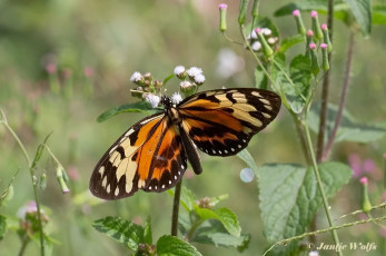 557.715-Clearwing-mimic-queen-Lycorea-pasinuntia