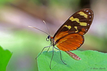 560.215-Polymnia-tigerwing-Mechanitis-polymnia