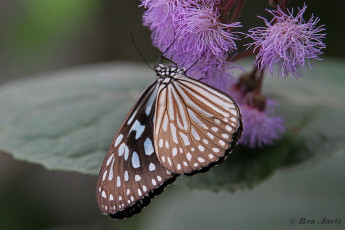 567.615- Dark blue tiger - Tirumala septentrionis