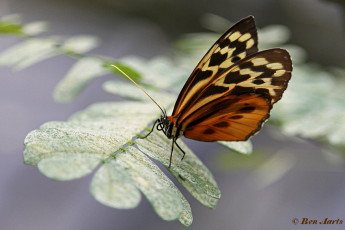 567.911-The-Harmonia-tiger-wing-Tithorea-harmonia