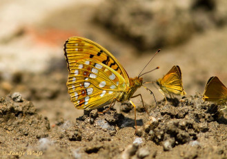 575.120- Bosrandparelmoervlinder - Argynnis adippe