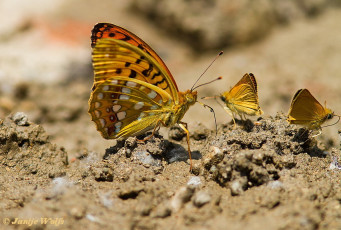 575.122- Bosrandparelmoervlinder - Argynnis adippe