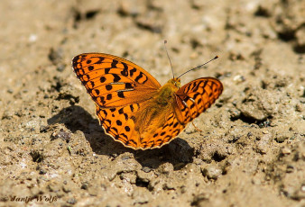 575.126- Bosrandparelmoervlinder - Argynnis adippe