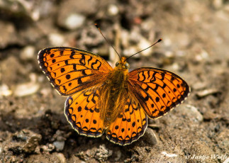 577.127- Duinparelmoervlinder - Argynnis niobe