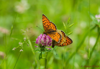 577.132- Duinparelmoervlinder - Argynnis niobe