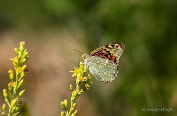 577.580-Kardinaalsmantel-Argynnis-pandora