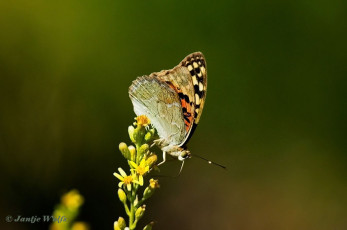 577.581-Kardinaalsmantel-Argynnis-pandora