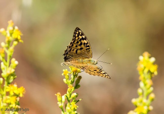 577.590-Kardinaalsmantel-Argynnis-pandora