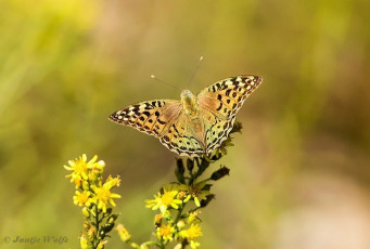 577.591-Kardinaalsmantel-Argynnis-pandora