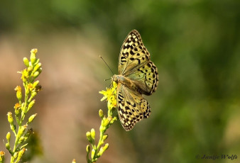 577.592-Kardinaalsmantel-Argynnis-pandora