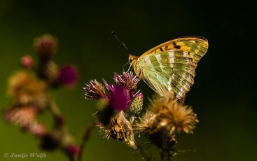 577.916-Keizersmantel-Argynnis-paphia