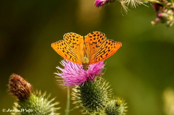 577.917-Keizersmantel-Argynnis-paphia