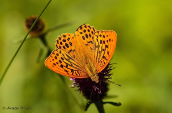 577.918-Keizersmantel-Argynnis-paphia