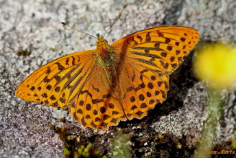 577.923- Keizersmantel - Argynnis paphia