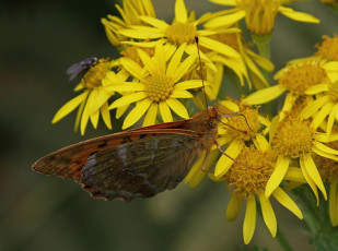 577.924- Keizersmantel - Argynnis paphia