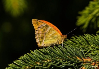 577.924F-Keizersmantel-Argynnis-paphia