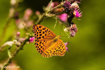 577.924O-Keizersmantel-Argynnis-paphia