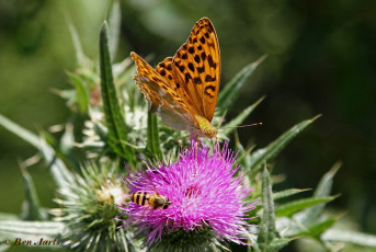 577.925- Keizersmantel - Argynnis paphia