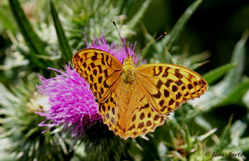 577.926- Keizersmantel - Argynnis paphia