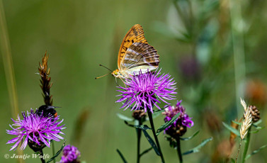 577.930A-Keizersmantel-Argynnis-paphia