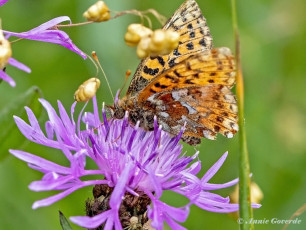 581.915A-Veenbesparelmoervlinder-Boloria-aquilonaris