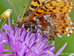 581.915B-Veenbesparelmoervlinder-Boloria-aquilonaris