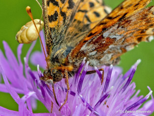 581.915C-Veenbesparelmoervlinder-Boloria-aquilonaris