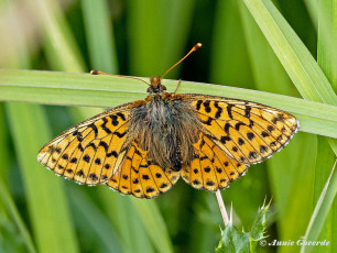 581.915O-Veenbesparelmoervlinder-Boloria-aquilonaris