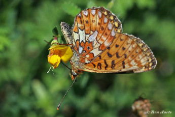 583.515A.Zilvervlek-Boloria-euphrosyne.jpg