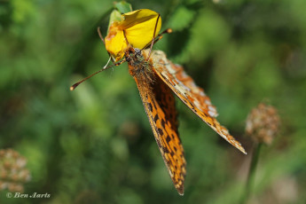 583.515B.Zilvervlek-Boloria-euphrosyne.jpg