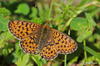 583.515D.Zilvervlek-Boloria-euphrosyne.jpg