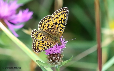 586.715-Zilveren-maan-Boloria-selene