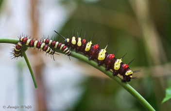 591.107-Red-lacewing-Cethosia-biblis