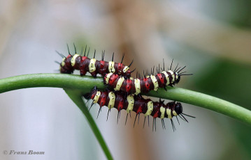 591.108-Red-lacewing-Cethosia-biblis