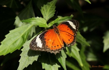 592.320-Orange-lacewing-Cethosia-penthesilea