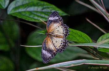 592.357A-Leopard-lacewing-Cethosia-cyane