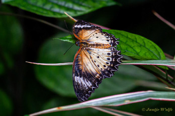 592.357B-Leopard-lacewing-Cethosia-cyane