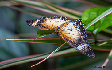 592.357C-Leopard-lacewing-Cethosia-cyane