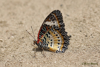 592.359B-Leopard-lacewing-Cethosia-cyane