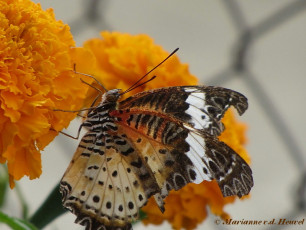 592.360- Leopard lacewing - Cethosia cyane