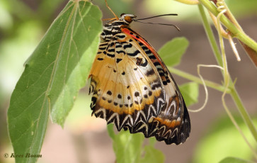 592.361A-Leopard-lacewing-Cethosia-cyane