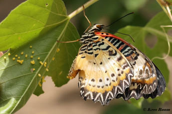 592.361B-Leopard-lacewing-Cethosia-cyane