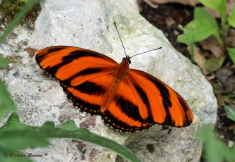 595.120-Banded-orange-heliconian-Dryadula-phaetusa.jpg