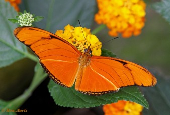 596.310-Oranje passiebloemvlinder - Dryas julia