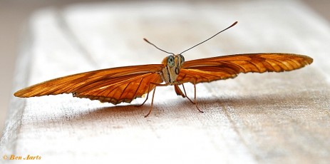 596.311-Oranje passiebloemvlinder - Dryas julia