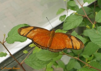 596.320-Oranje passiebloemvlinder - Dryas julia