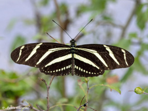 599.910A-Zebravlinder-Heliconius-charitonia