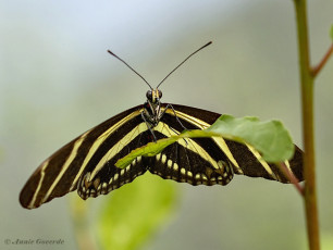 599.910B-Zebravlinder-Heliconius-charitonia