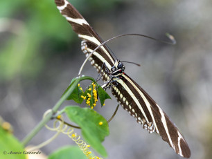 599.910D-Zebravlinder-Heliconius-charitonia